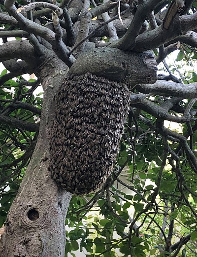 分包